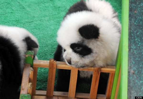 Собака-панда, новый тренд Китая