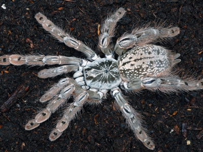 Молниеносный паук-птицеед - Heteroscodra maculata