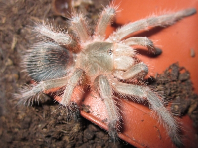 Grammostola rosea - Розовый чилийский птицеед.