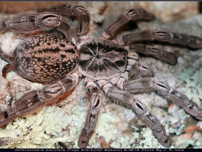 Подборка фото с пауком птицеедом Heteroscodra maculata.