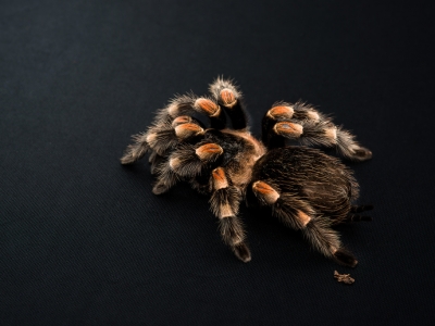 Подборка фото с пауком птицеедом Brachypelma smithi