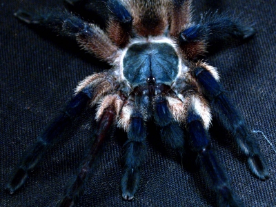 фото подборка Monocentropus balfouri