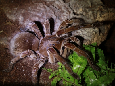 Фото с родом пауков-птицеедов Theraphosa.