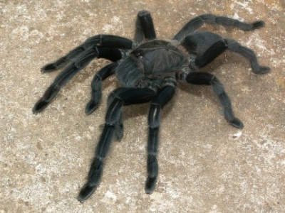 Продажа самки Chilobrachys sp. kaeng krachan в Украине
