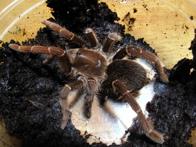 Купить самку Pelinobius muticus в Украине
