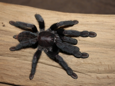Lampropelma sp. Borneo black самка + самец Л5-6 (6-7см. в размахе лап)
