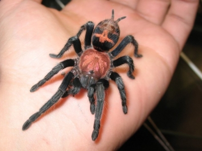 купить паука птицееда cyclosternum fasciatum L1