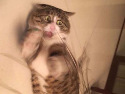Ну очень эмоциональный котик