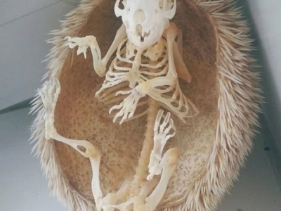 Необычные вещи среди нас