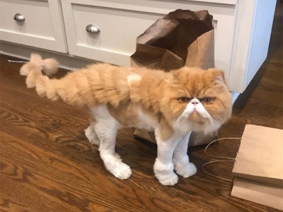 Котодраконы