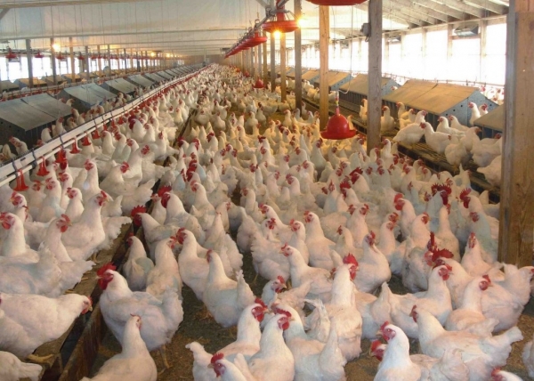 Как покупную курицу очистить от антибиотиков и гормонов