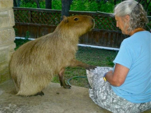 Ну очень необычные домашние животные