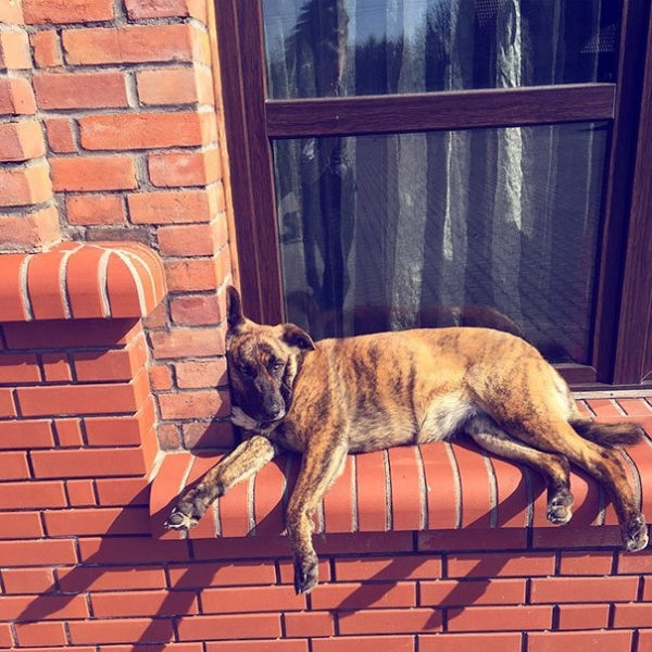Если ты в душе - кот
