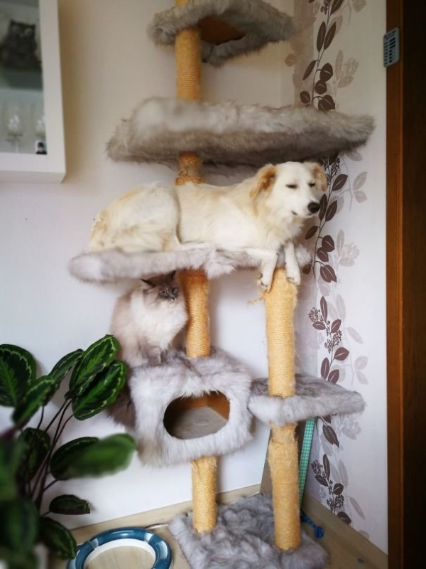 Если ты в душе - кот