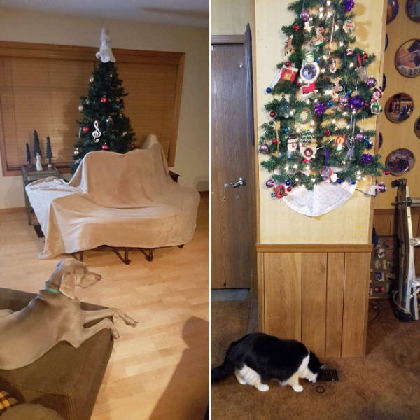 Коты и елки