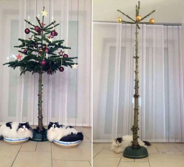 Коты и елки