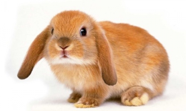 Что случится с кроликом, если кормить его только травой