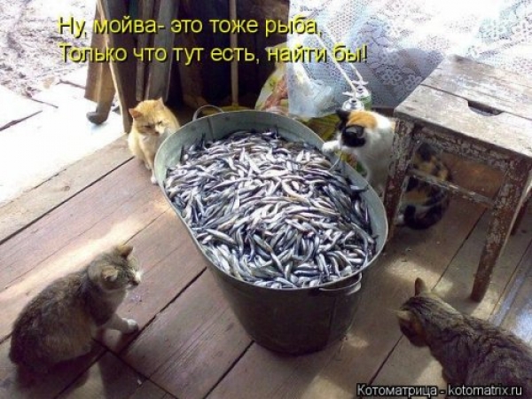 Коты и приколы