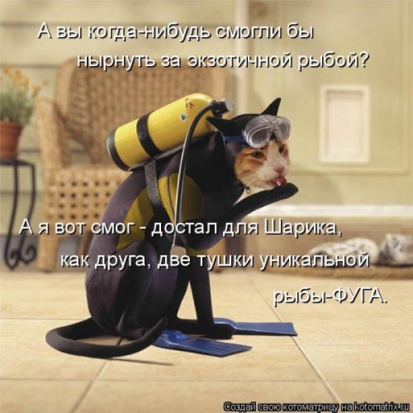 Коты и приколы