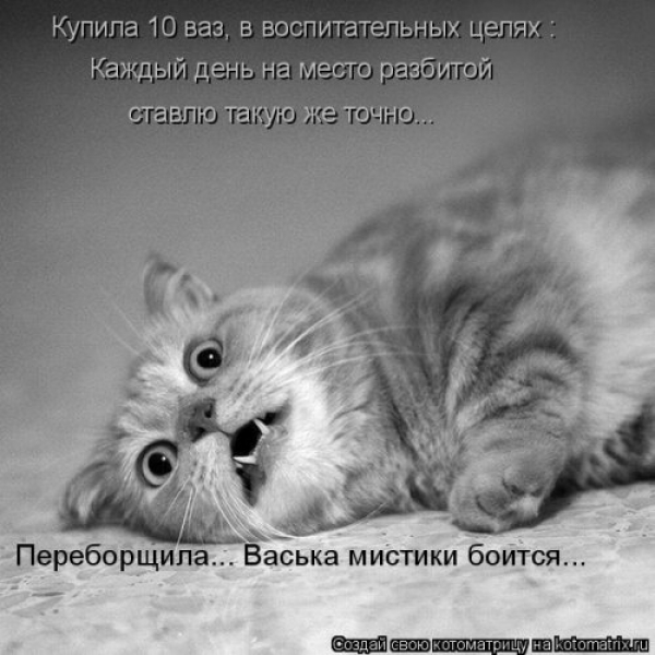 Коты и приколы