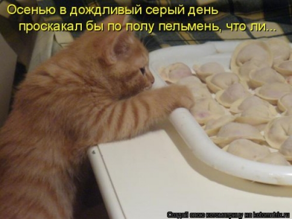 Коты и приколы