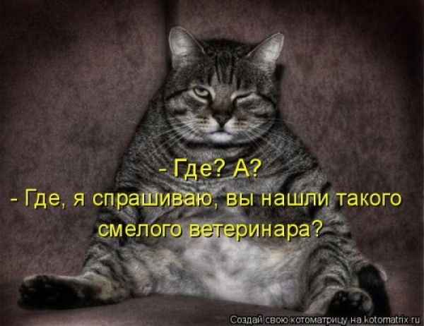 Коты и приколы