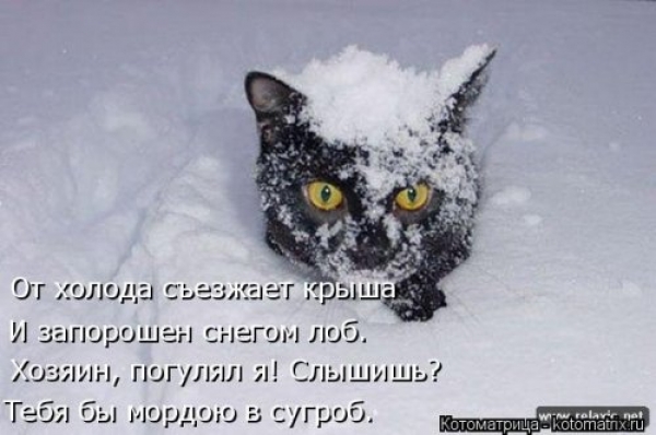 Коты и приколы