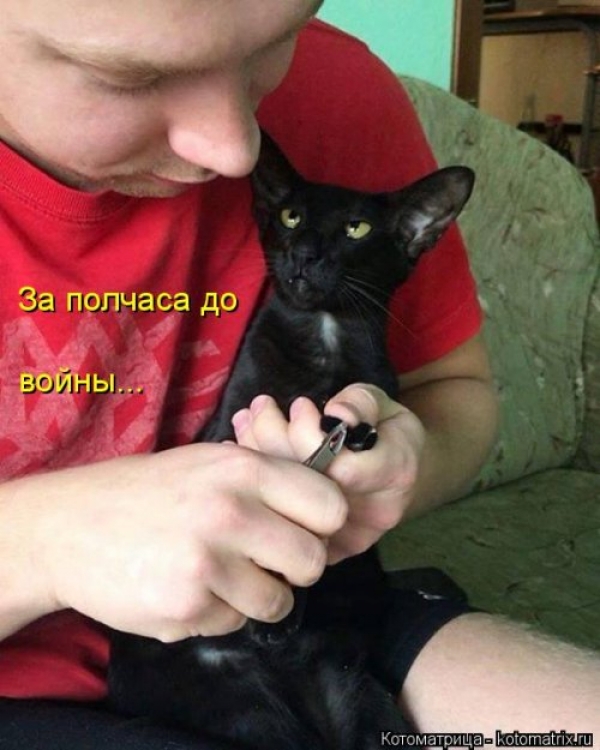 Коты и приколы