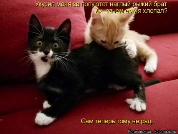 Коты и приколы