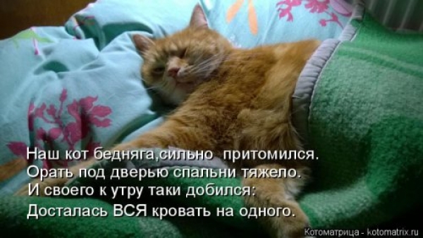Коты и приколы