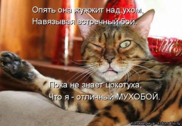 Коты и приколы