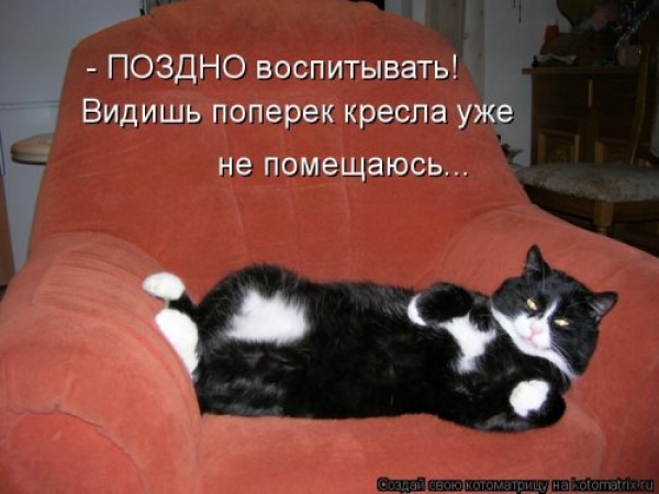 Коты и приколы