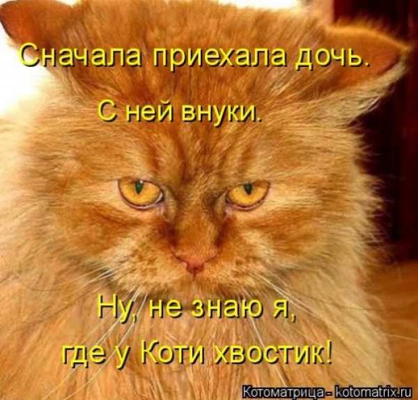 Коты и приколы