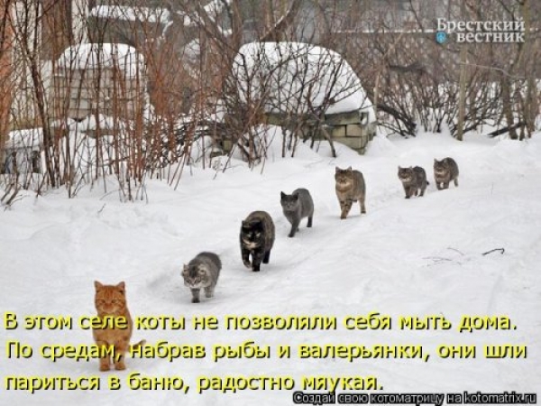 Коты и приколы