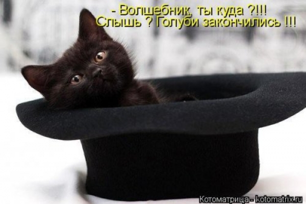 Коты и приколы