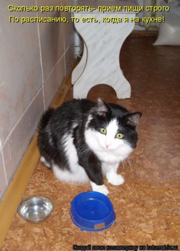 Коты и приколы