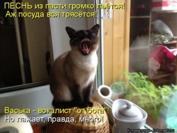 Коты и приколы