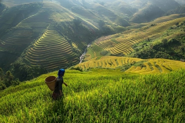 Красота рисовых плантаций во Вьетнаме