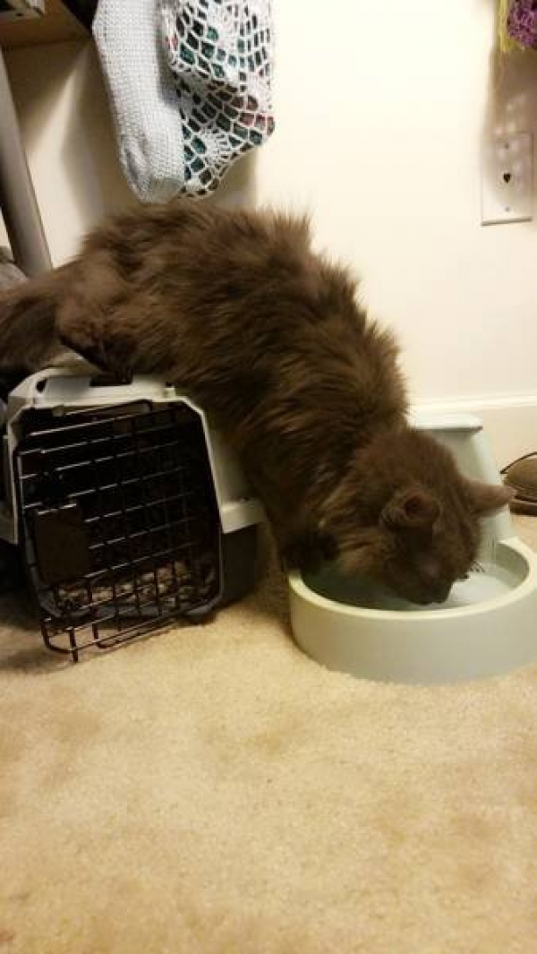 Ну очень смешные коты