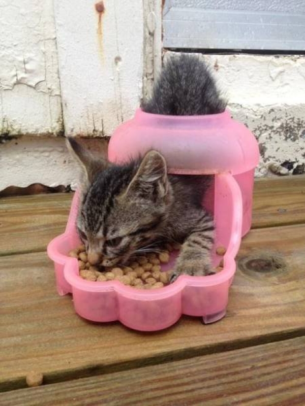 Ну очень смешные коты