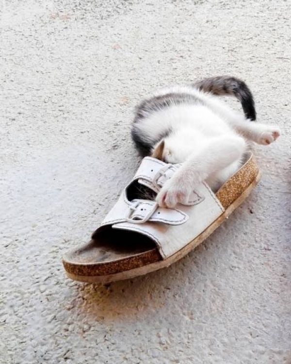 Ну очень смешные коты