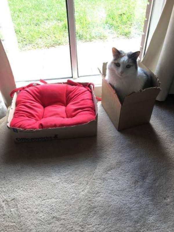Ну очень смешные коты