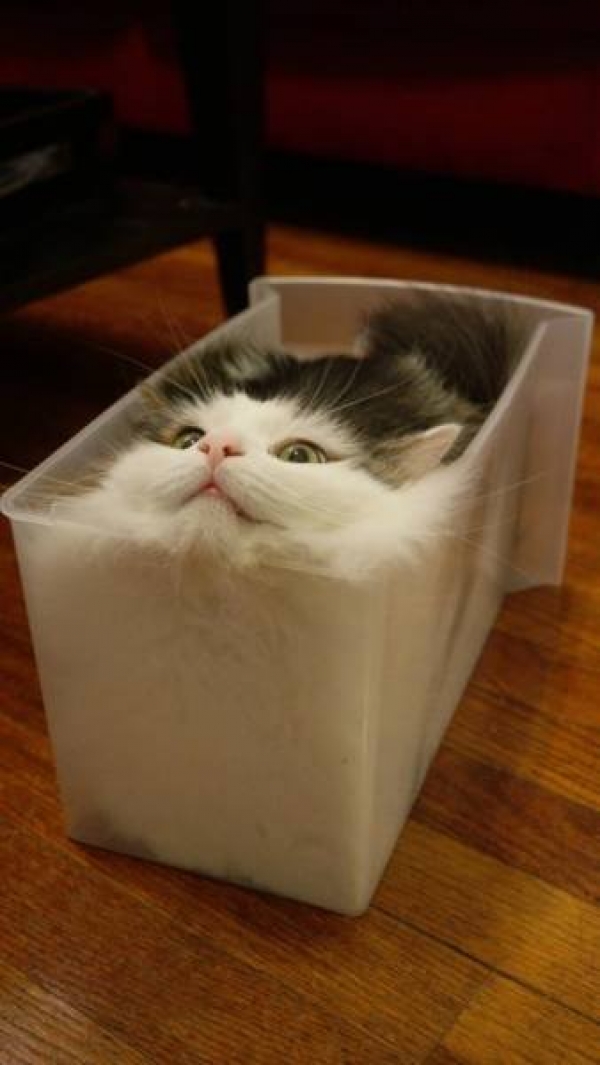 Ну очень смешные коты