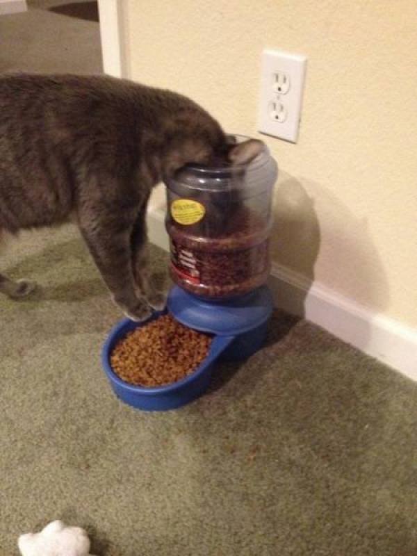 Ну очень смешные коты