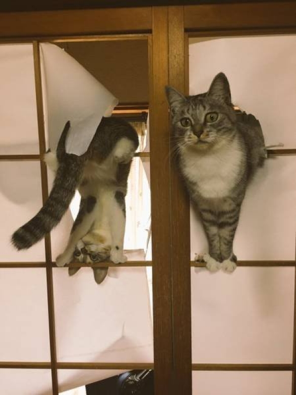 Ну очень смешные коты