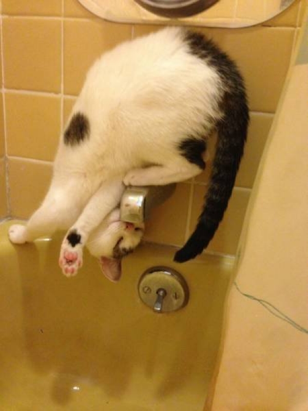 Ну очень смешные коты