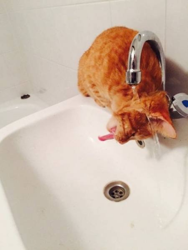 Ну очень смешные коты