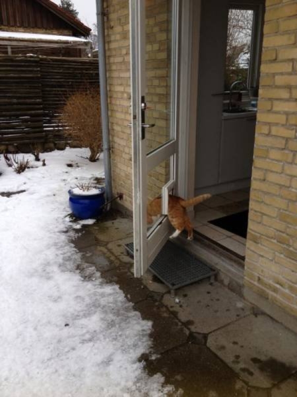 Ну очень смешные коты