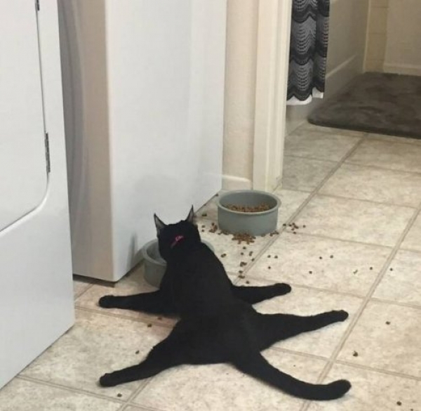 Ну очень смешные коты