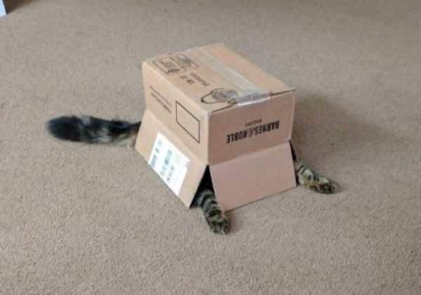 Ну очень смешные коты